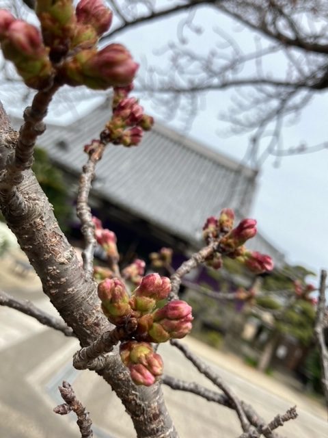 和歌山の桜