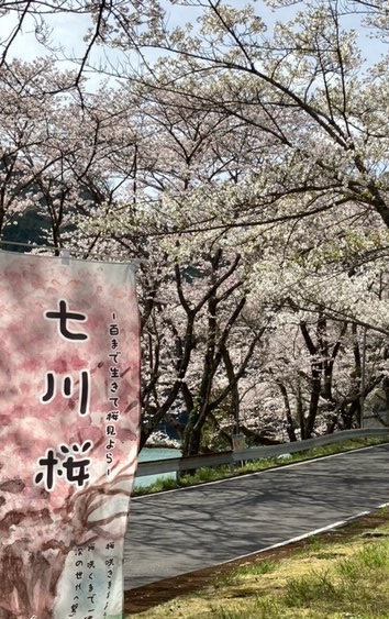 古座川の上流の七川桜
