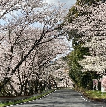 七川ダムソメイヨシノ