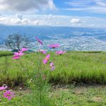 有田川-コスモスパーク