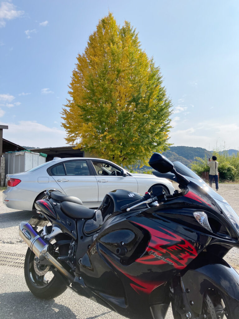 銀杏の木とバイク